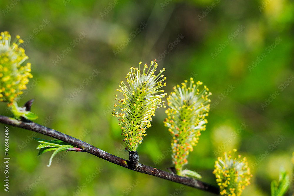 plants plants