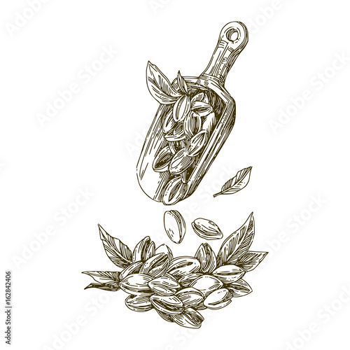 Pistachios in the scoop. Vector illustration.