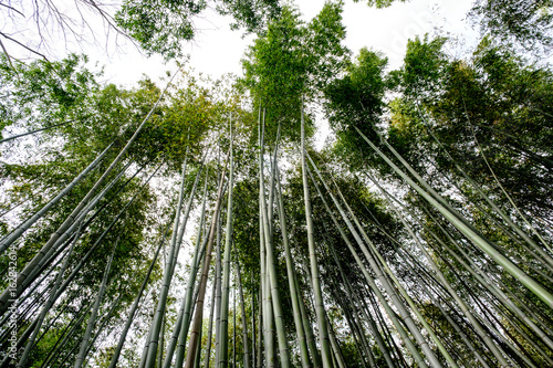 bamboo forest