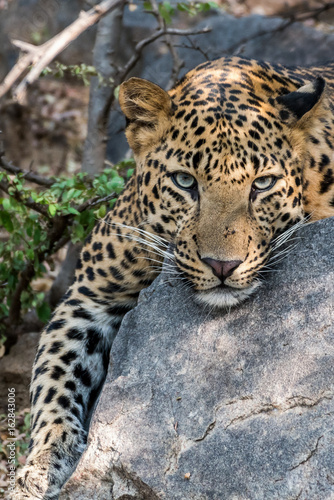 It s those lovely moments when a big cat fixes his gaze upon you. A male leopard from jhalana forest reserve  india