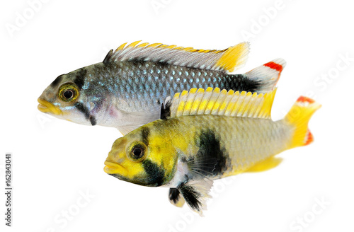 Pair of Dwarf Cichlid Blue Panda Apisto Apistogramma Pandurini aquarium fish 