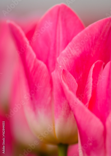 Macro Pink Tulips