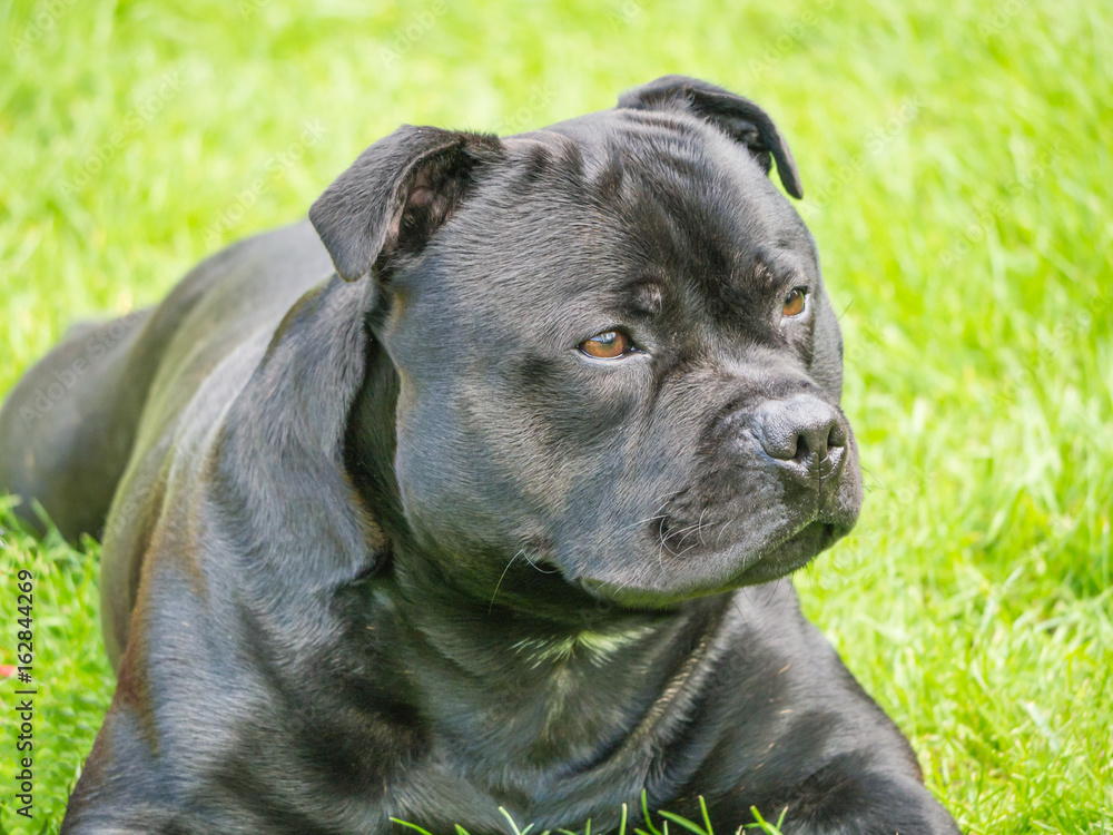 Handsome staffordshire bull terrier dog lying down outside Handsome staffordshire bull terrier dog lying down outside