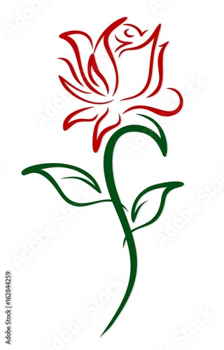 Red garden rose.