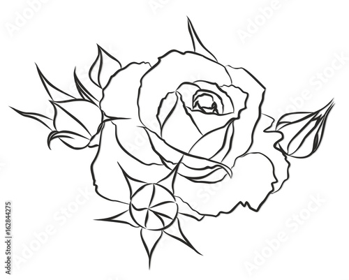 Sketch of a garden rose.