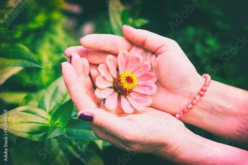 zinnia flower in female hands. Beautiful zinnia flower in the garden. 