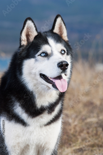 Black and white Siberian husky sitting in the dry grass