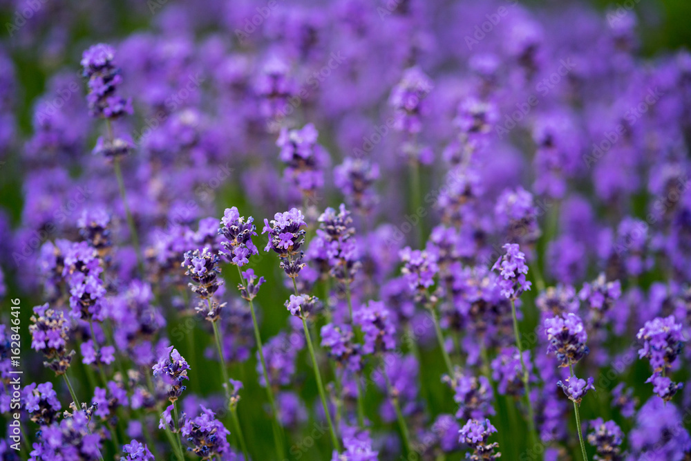 Blooming Levandar field Blooming Levandar field
