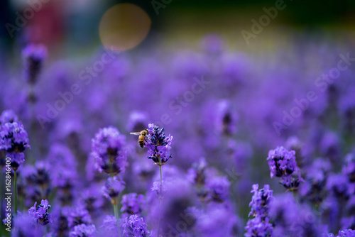 Blooming Lavendar being pollinated
