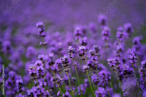 Blooming Levandar field