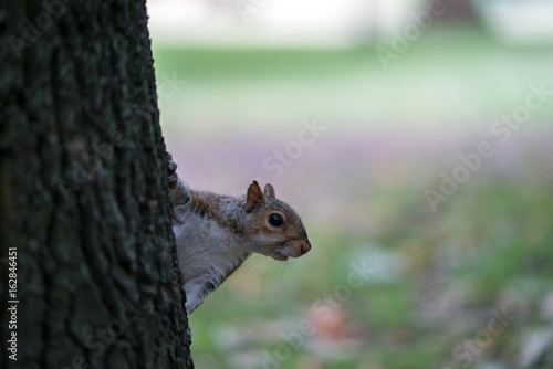 Squirrel looking towards the camera