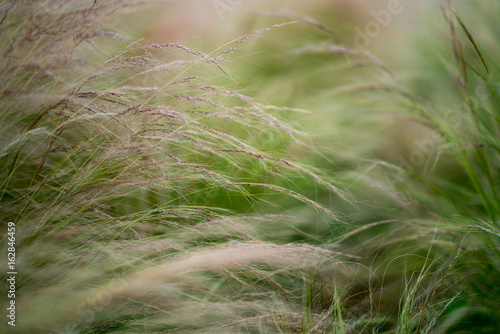 Wild Wheat in motion