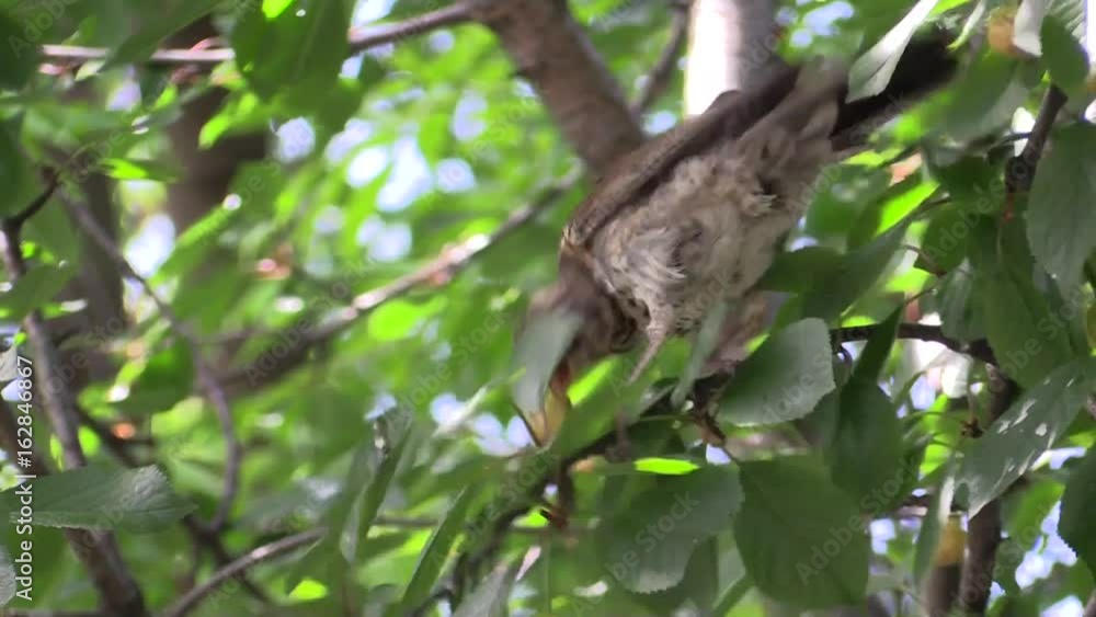Thrush on a cherry tree eats berries. Thrush on a cherry tree eats berries.