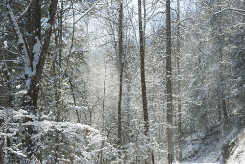 Greenbrier, Snow, Great Smoky Mountains NP