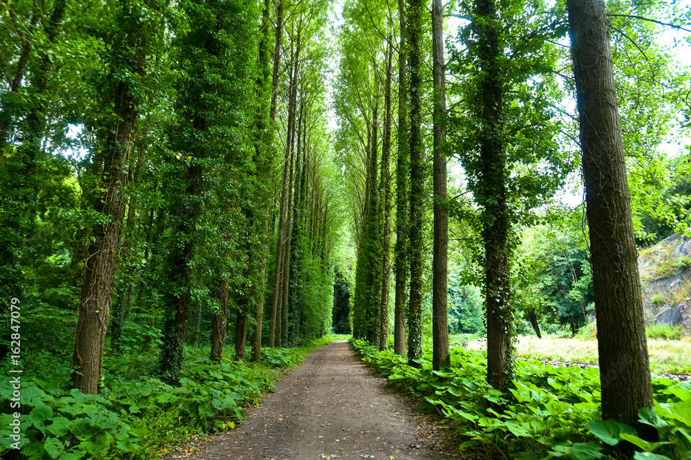 Obraz premium Waldweg bei Lehon