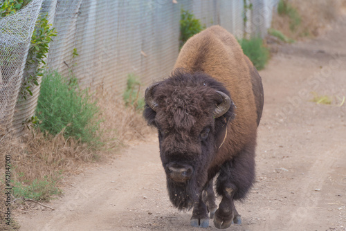 Wild bison on dirt road on Catalina Island