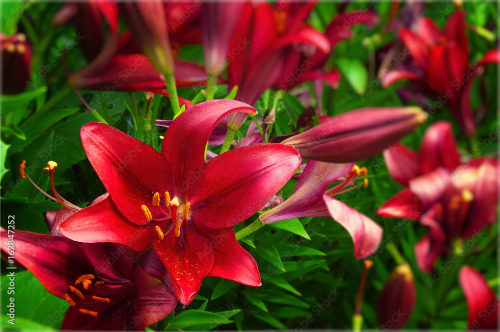 Red flower in garden Red flower in garden