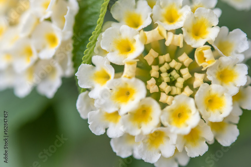 White & Yellow