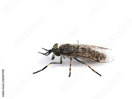 Bloodsucking Horse Fly cleg Haematopota on white background