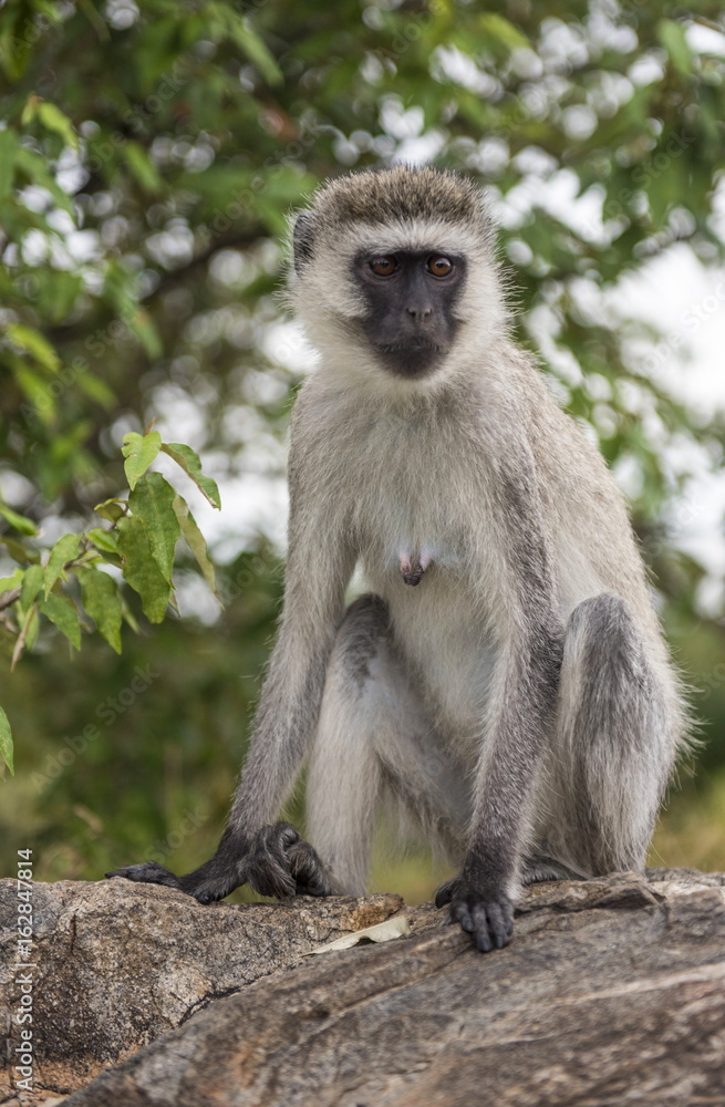 The monkey sitting on a rock in Masai Mara Park The monkey sitting on a rock in Masai Mara Park