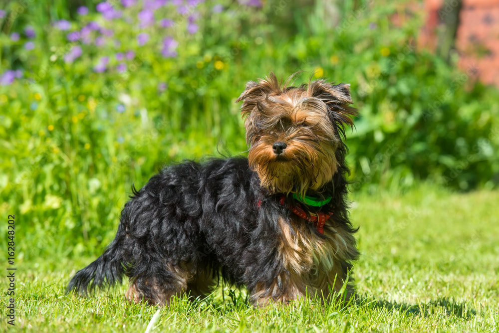 Puppy Yorkshire Terrier in the summer in the garden Puppy Yorkshire Terrier in the summer in the garden