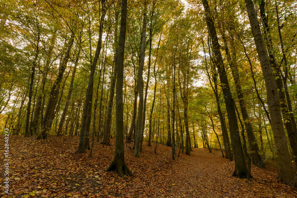 Wald Wald
