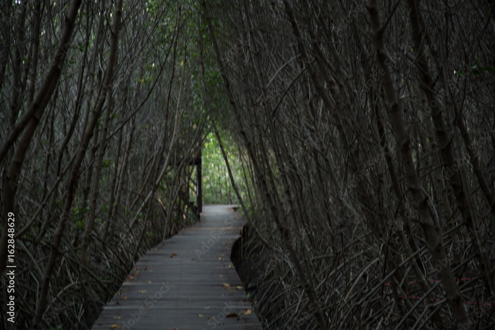 Fototapeta premium Mangrove forest Boardwalk