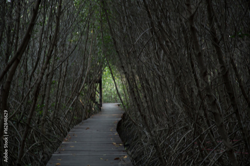 Mangrove forest Boardwalk