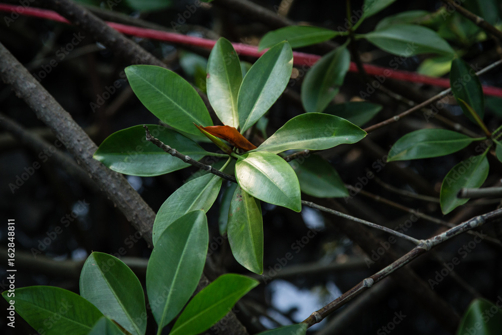Fototapeta premium Mangrove forest Boardwalk