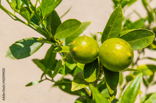 limes on plant