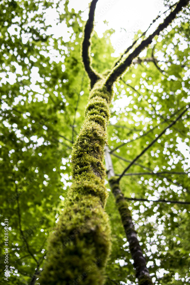 Fototapeta premium Arbre mousseux