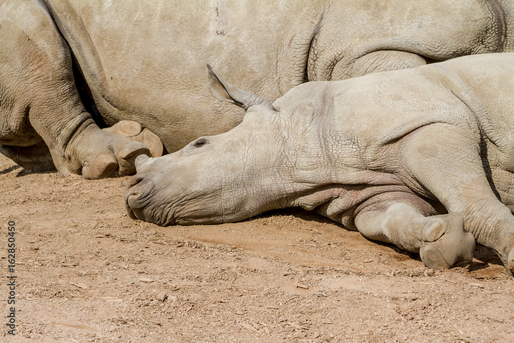 Obraz premium An lying young rhino