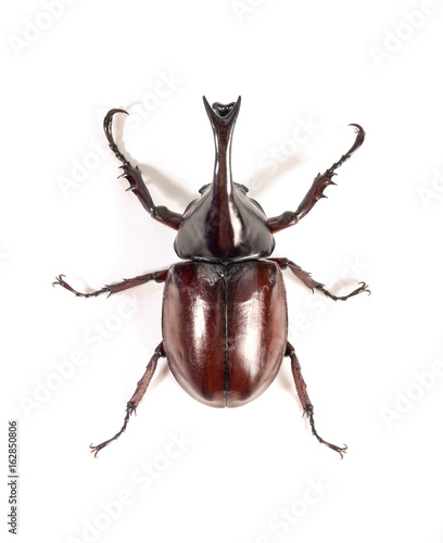 Rhinoceros beetle, Rhino beetle, Hercules beetle