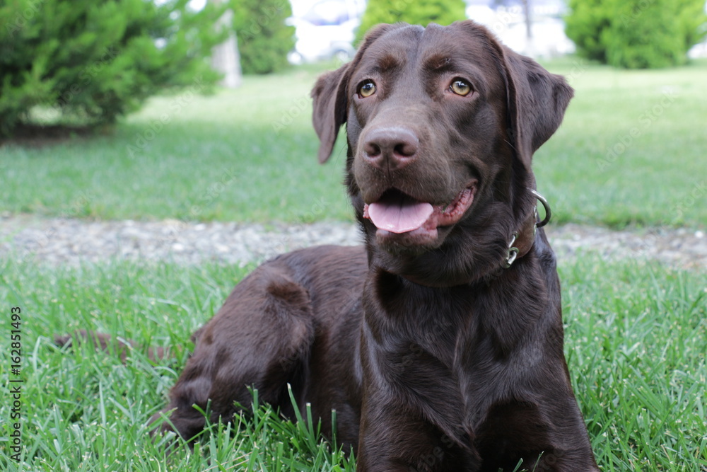 labrador retrievers