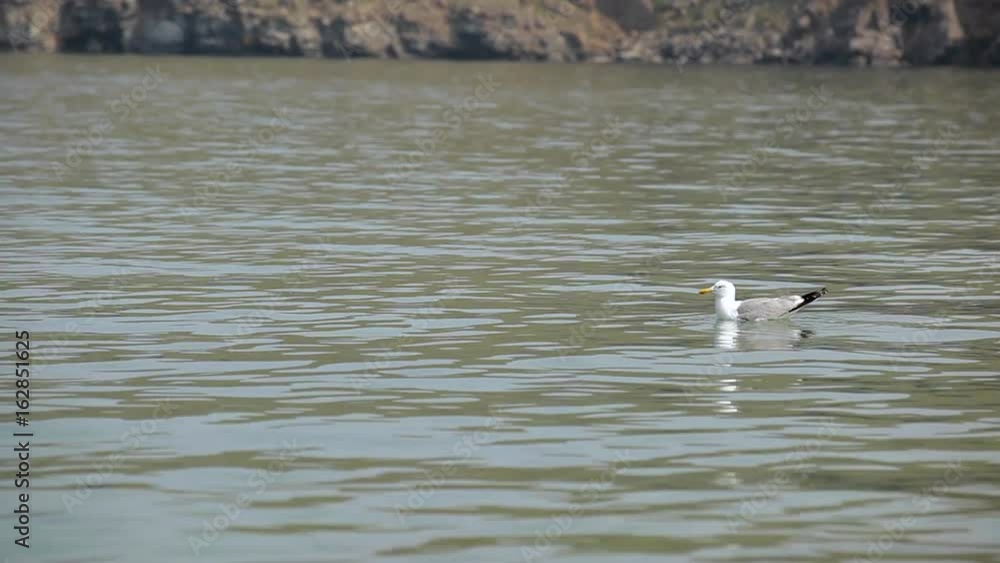 Seagulls on the water