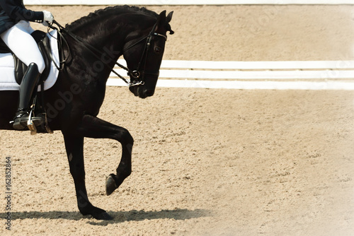 Dressage horse and rider. Black horse portrait during dressage competition. Advanced dressage test. Copy space for your text. 