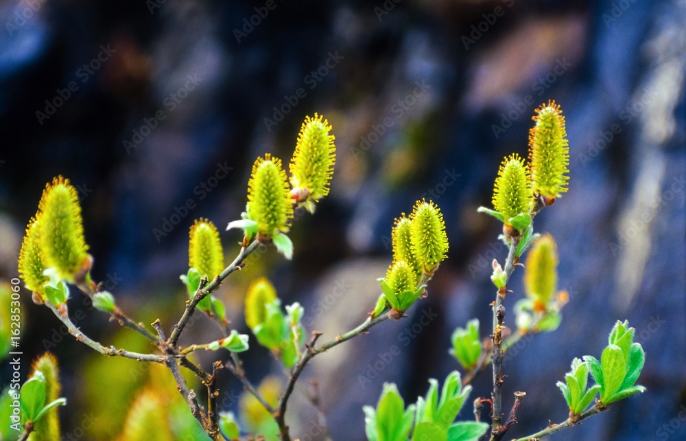 Wollige Weide (Salix lanata), weibliche Kätzchen, am Ufer des Lagarfjót, Ostisland/ Ostfjorde, Island/ Iceland, Europa Wollige Weide (Salix lanata), weibliche Kätzchen, am Ufer des Lagarfjót, Ostisland/ Ostfjorde, Island/ Iceland, Europa