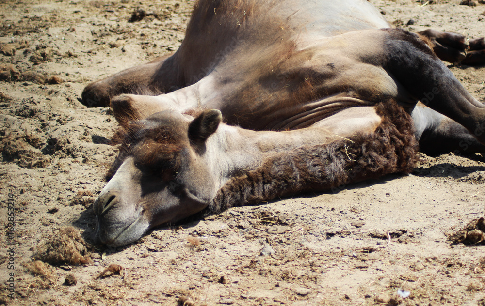 Fototapeta premium Camel resting in the sand
