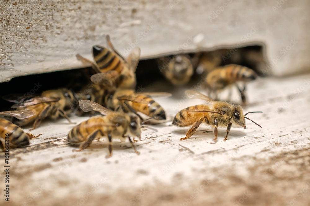 The bees and the queen bee The bees and the queen bee
