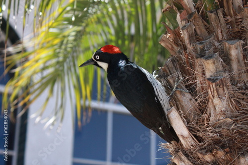 Red and black bird in tree