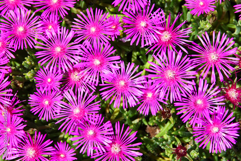 Ice Plant Delosperma cooperi pink flower field Ice Plant Delosperma cooperi pink flower field