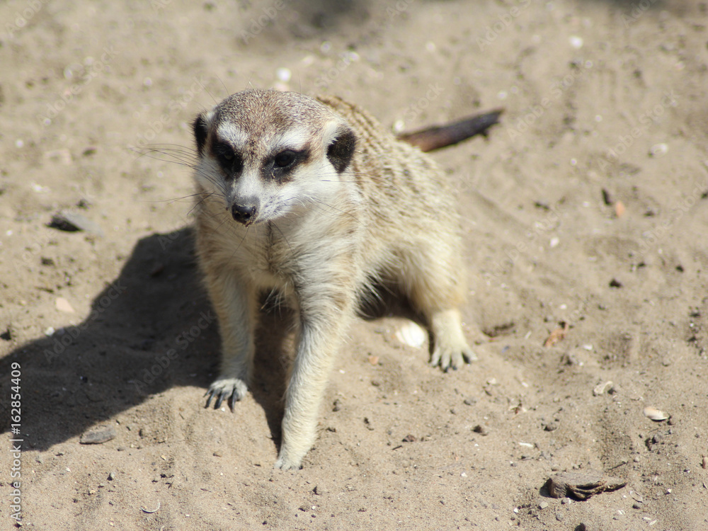Fototapeta premium Meerkat (Suricata suricatta)