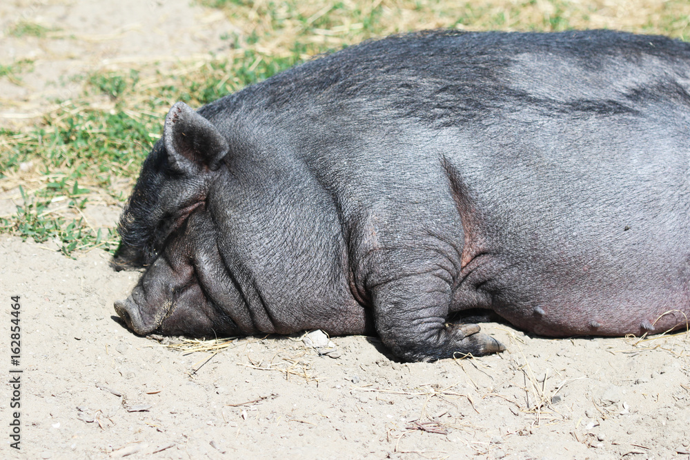 Pot-bellied pig (Sus scrofa domesticus) Pot-bellied pig (Sus scrofa domesticus)