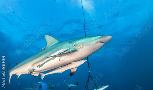 Blacktip shark © Michael Bogner