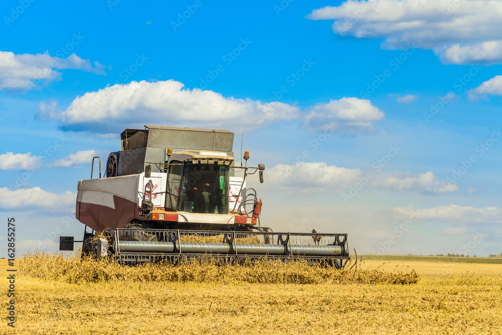 Fototapeta premium Combine harvester is working in the field for harvesting. Agricultural work on a sunny day.