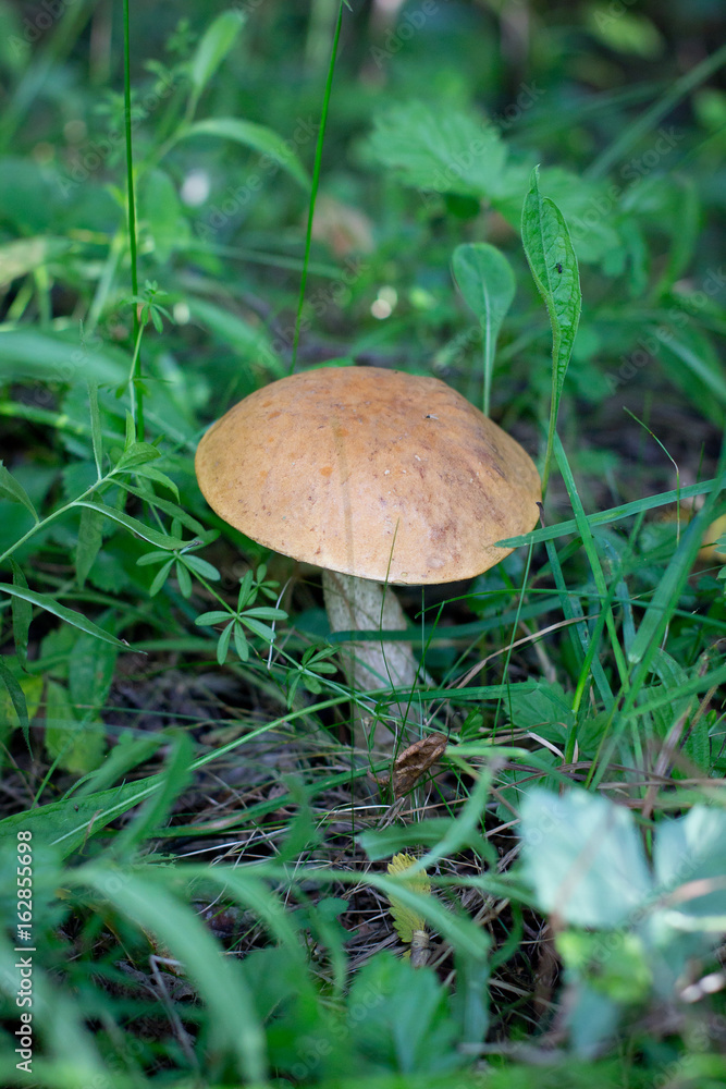mushroom mushroom