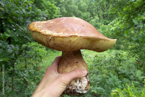 Boletus edulis mushroom human hand