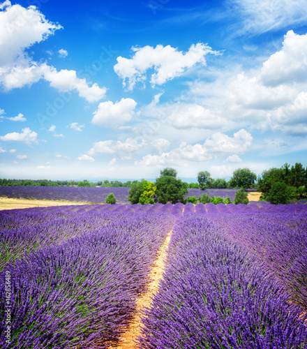 rows of lavender field under summer blue sky with clouds, Provence France, retro toned