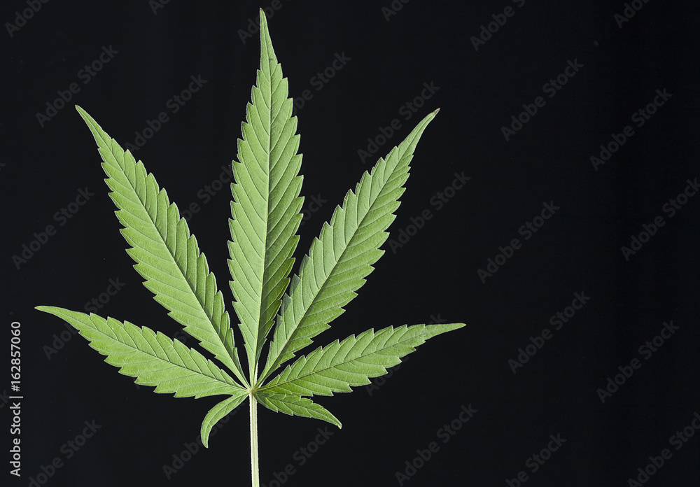 Cannabis leaf - Cannabis sativa Cannabis leaf - Cannabis sativa