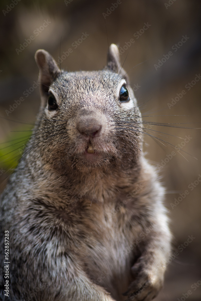 Naklejka premium Squirrel Close-Up